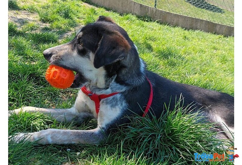 Benny un bel Timidino 3-4anni - Foto n. 1