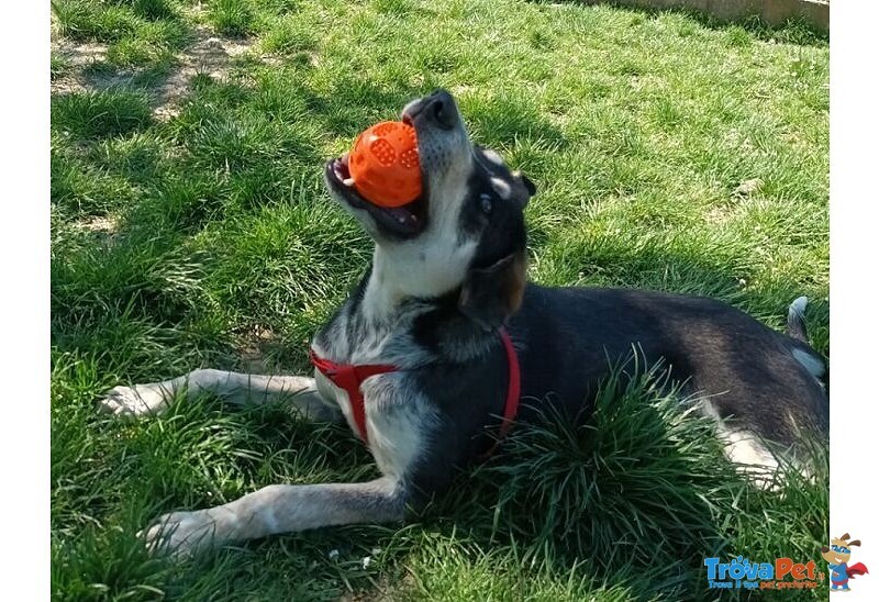 Benny un bel Timidino 3-4anni - Foto n. 6