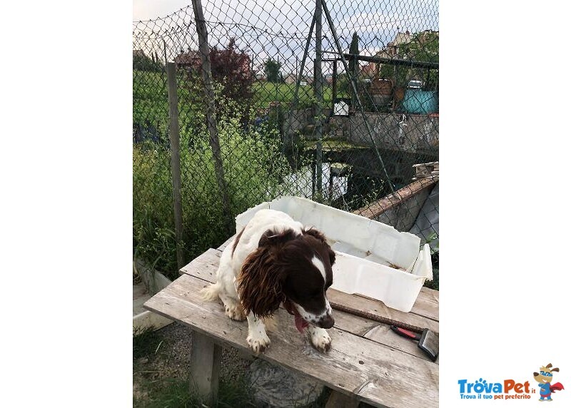 Lucio 3anni bel Timidino - Foto n. 5