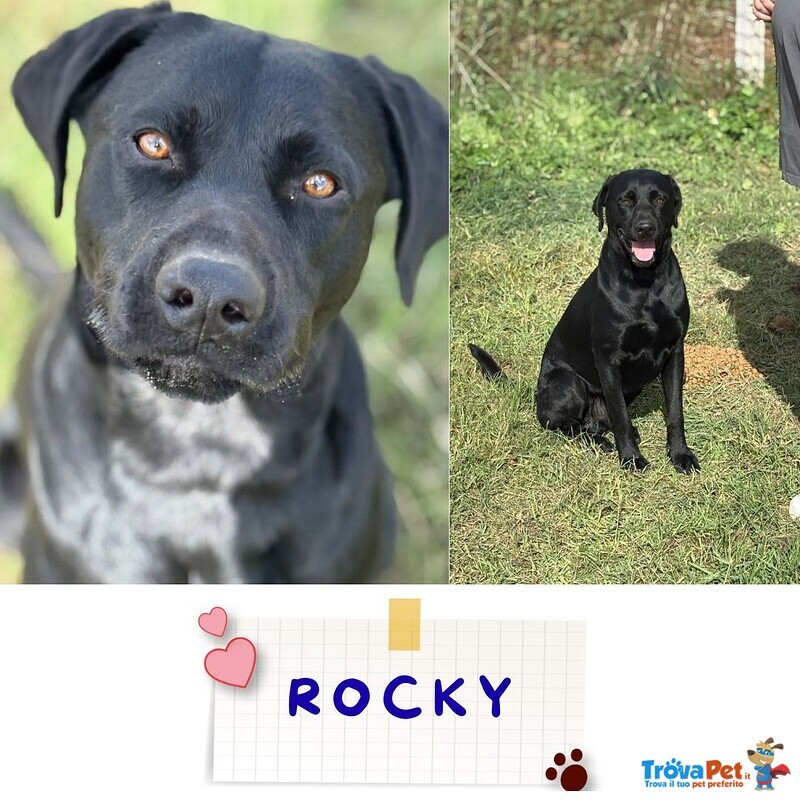 Rocky Simil Labrador Retriever in Adozione - 1 anno e Mezzo - Foto n. 1