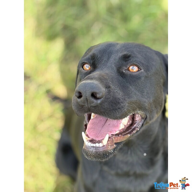 Rocky Simil Labrador Retriever in Adozione - 1 anno e Mezzo - Foto n. 2