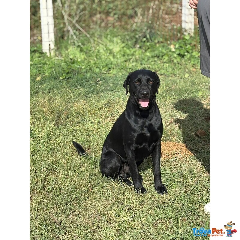 Rocky Simil Labrador Retriever in Adozione - 1 anno e Mezzo - Foto n. 3