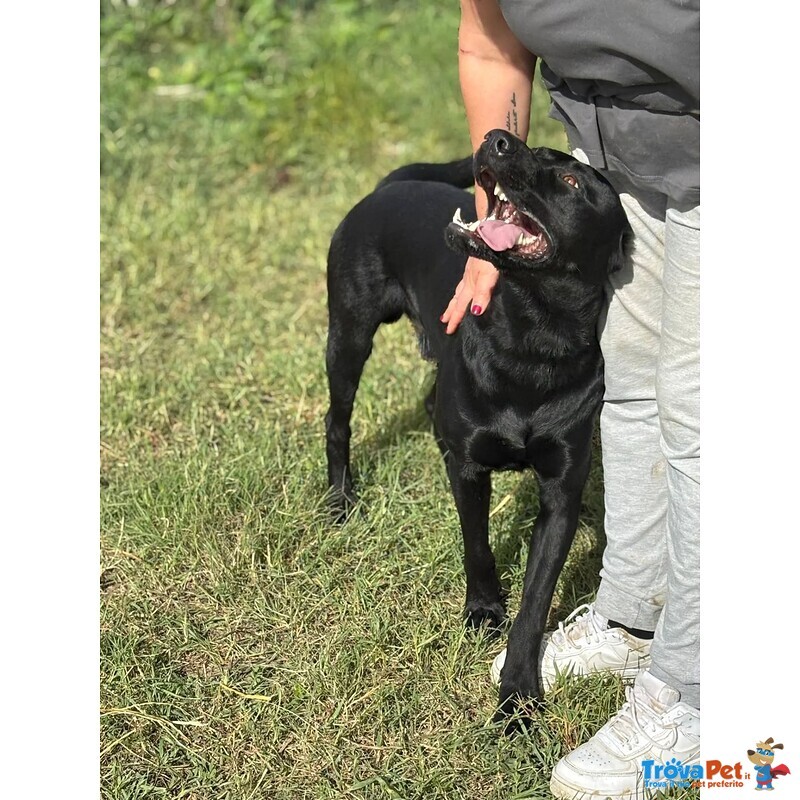 Rocky Simil Labrador Retriever in Adozione - 1 anno e Mezzo - Foto n. 4