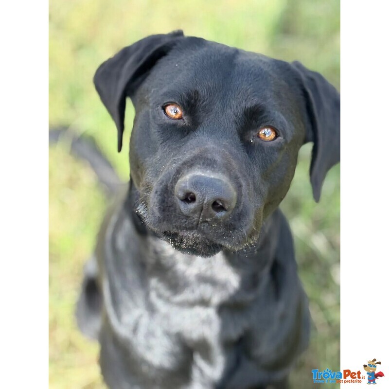 Rocky Simil Labrador Retriever in Adozione - 1 anno e Mezzo - Foto n. 6