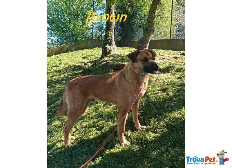 Brown un bel Timidino - Foto n. 4