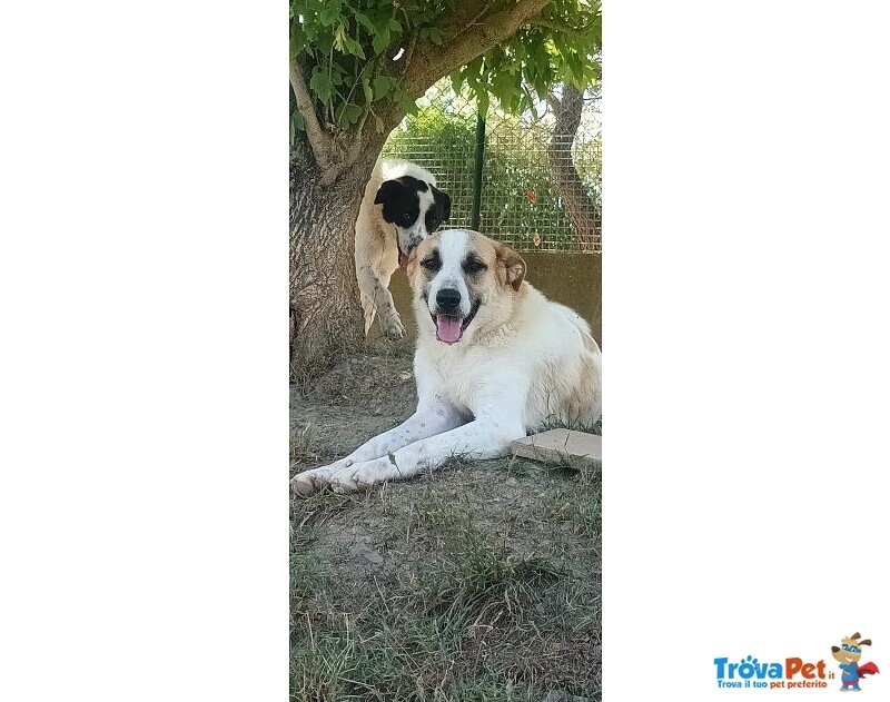 Lassie Giovane,buona, Socievole - Foto n. 4