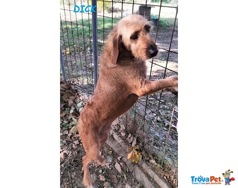 Dick 6anni ha Bisogno di una Casa! - Foto n. 1