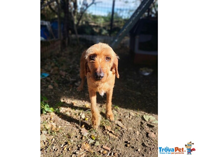 Dick 6anni ha Bisogno di una Casa! - Foto n. 2