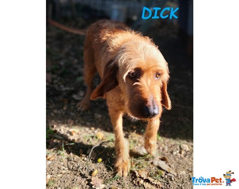 Dick 6anni ha Bisogno di una Casa! - Foto n. 3