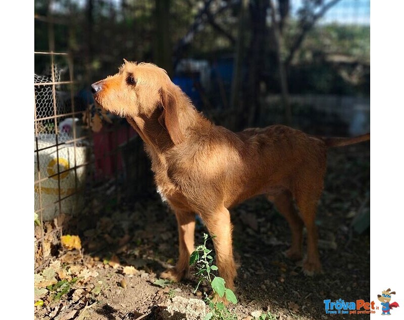 Dick 6anni ha Bisogno di una Casa! - Foto n. 5