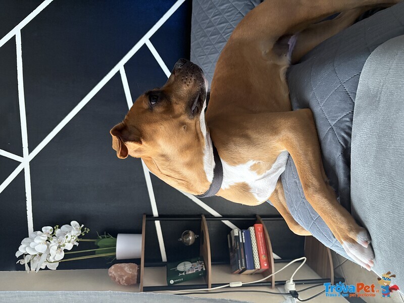 Regalo Amstaff - Foto n. 2