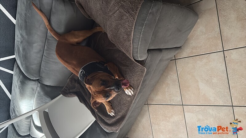 Regalo Amstaff - Foto n. 3