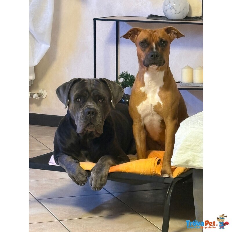 Regalo Amstaff - Foto n. 1