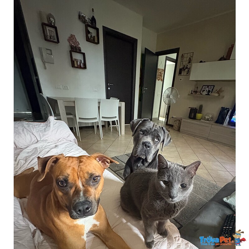 Regalo Amstaff - Foto n. 4