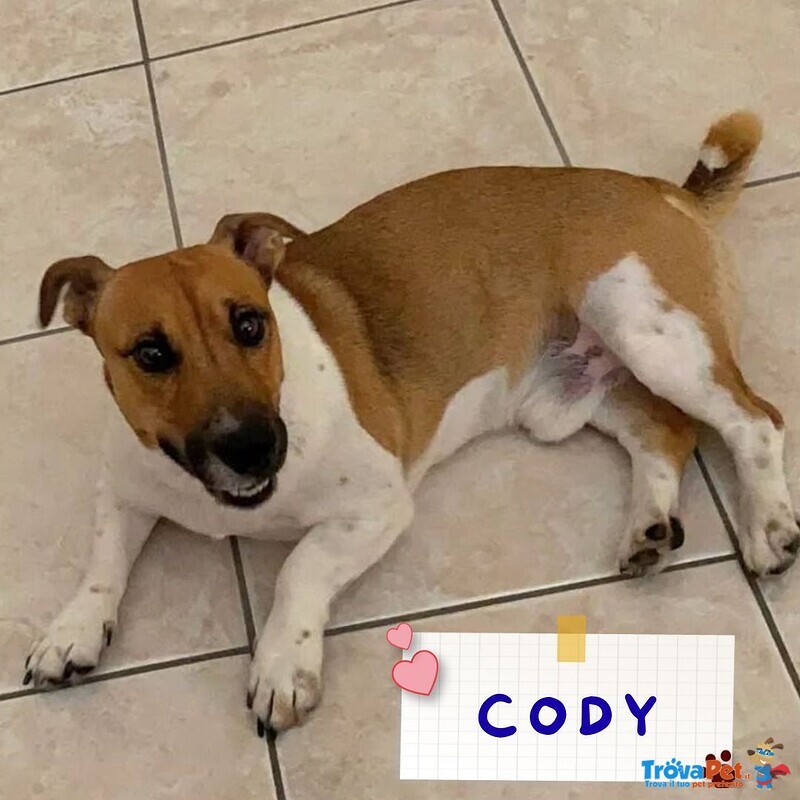 Cody Simil jack Russell in Adozione - Cagnolino 3 anni Taglia Piccola - Foto n. 1