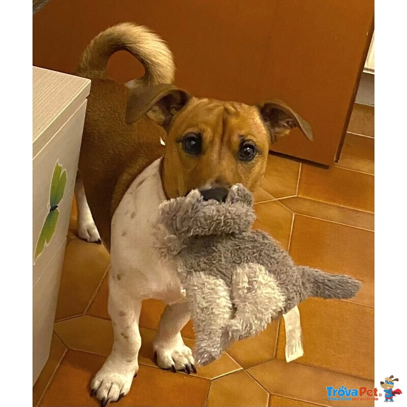 Cody Simil jack Russell in Adozione - Cagnolino 3 anni Taglia Piccola - Foto n. 2