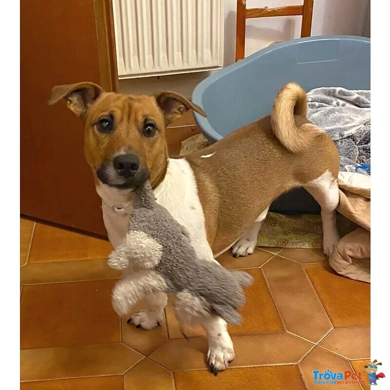 Cody Simil jack Russell in Adozione - Cagnolino 3 anni Taglia Piccola - Foto n. 3