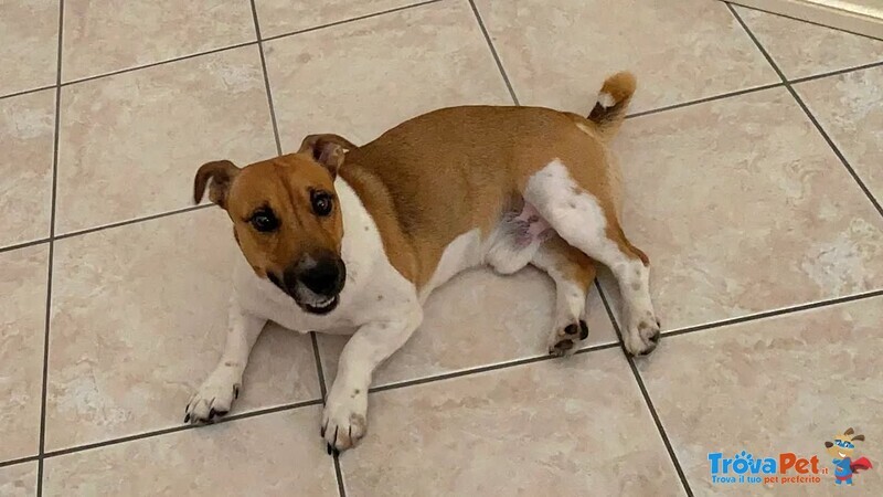 Cody Simil jack Russell in Adozione - Cagnolino 3 anni Taglia Piccola - Foto n. 4