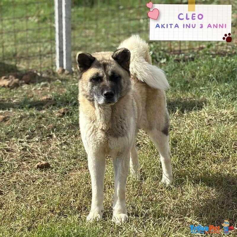 Cleo Stupenda Akita inu con Pedigree in Adozione a Latina - Foto n. 1