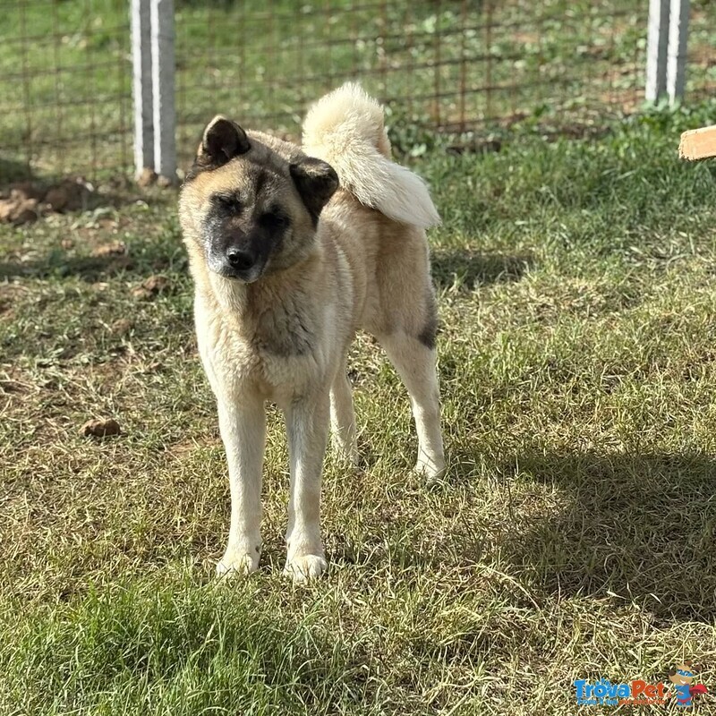 Cleo Stupenda Akita inu con Pedigree in Adozione a Latina - Foto n. 2