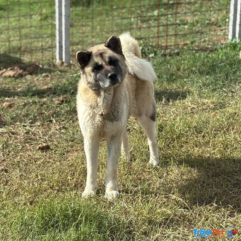 Cleo Stupenda Akita inu con Pedigree in Adozione a Latina - Foto n. 3