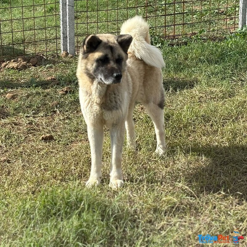 Cleo Stupenda Akita inu con Pedigree in Adozione a Latina - Foto n. 4