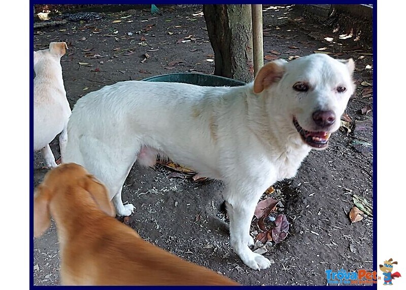 Billy 9anni fa da Nonnino ai Cuccioli - Foto n. 1