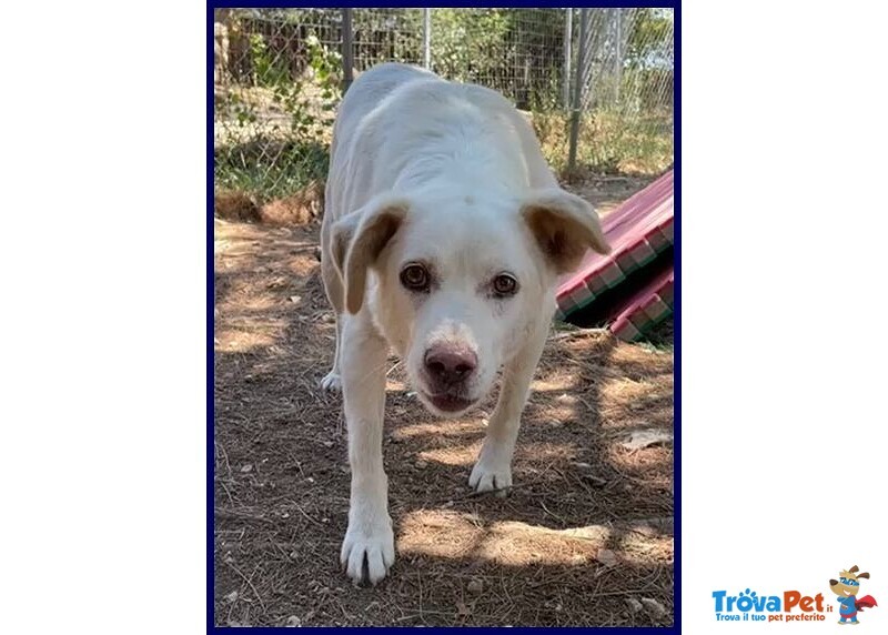 Billy 9anni fa da Nonnino ai Cuccioli - Foto n. 2