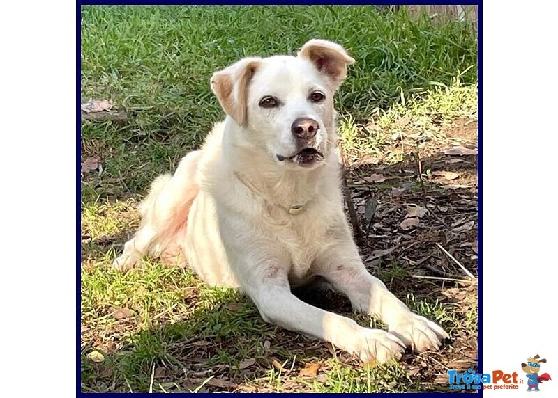 Billy 9anni fa da Nonnino ai Cuccioli - Foto n. 3