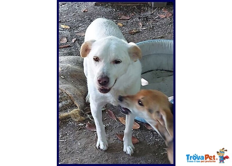 Billy 9anni fa da Nonnino ai Cuccioli - Foto n. 4