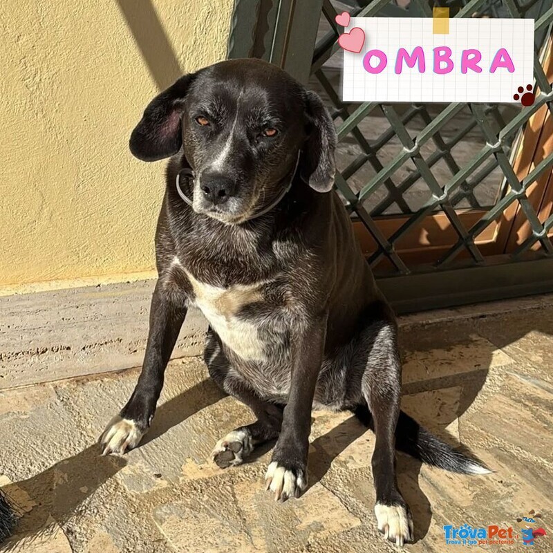 Ombra Dolce e Tranquilla in Adozione a Latina - mix Labrador - Foto n. 1