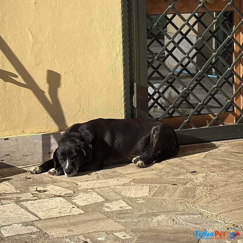 Ombra Dolce e Tranquilla in Adozione a Latina - mix Labrador - Foto n. 2