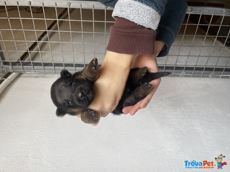 Stupendi Cuccioli di Pastore Tedesco di Altissima Genealogia - Foto n. 2