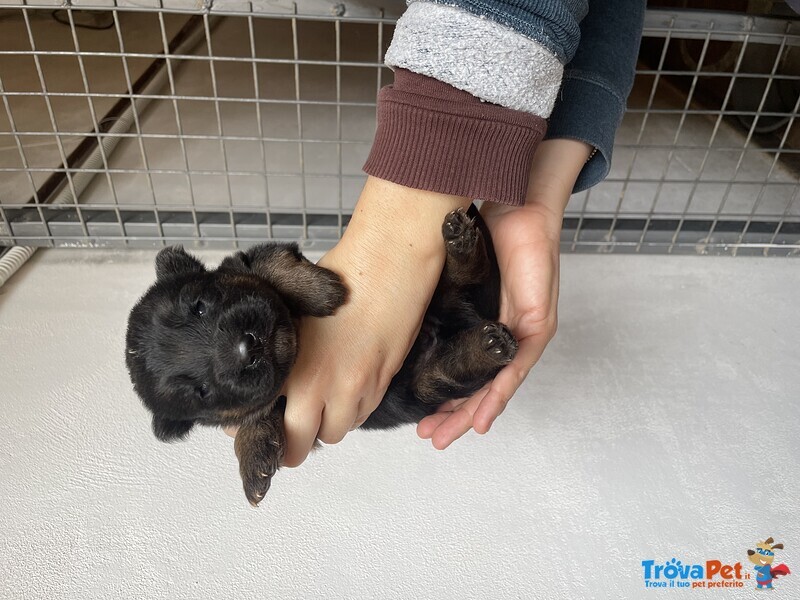 Stupendi Cuccioli di Pastore Tedesco di Altissima Genealogia - Foto n. 3