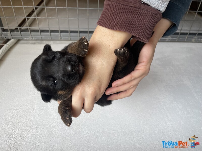 Stupendi Cuccioli di Pastore Tedesco di Altissima Genealogia - Foto n. 4