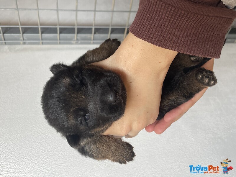 Stupendi Cuccioli di Pastore Tedesco di Altissima Genealogia - Foto n. 5