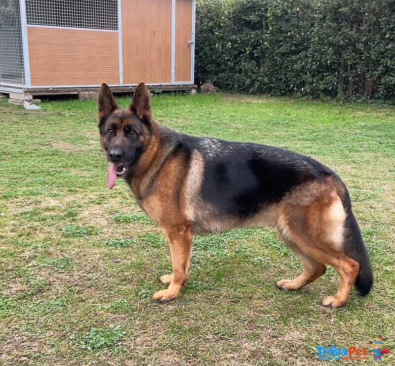 Stupendi Cuccioli di Pastore Tedesco di Altissima Genealogia - Foto n. 6