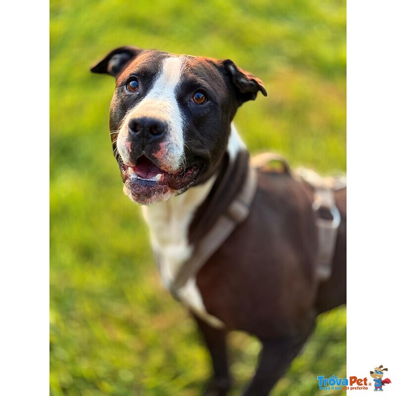 Pit gran Giocherellone - Foto n. 1