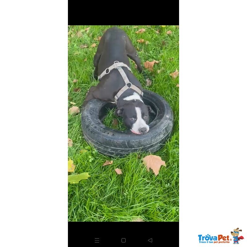 Pit gran Giocherellone - Foto n. 2