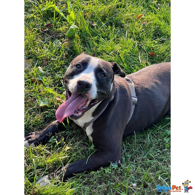 Pit gran Giocherellone - Foto n. 3