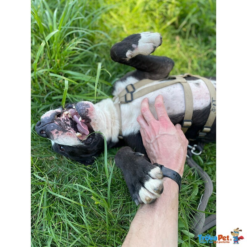 Pit gran Giocherellone - Foto n. 4