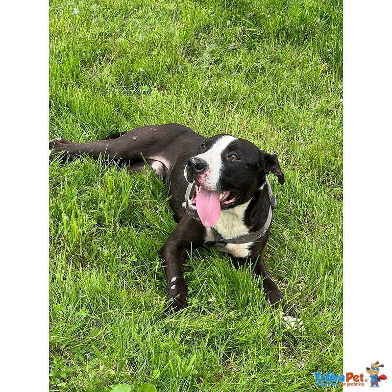 Pit gran Giocherellone - Foto n. 5