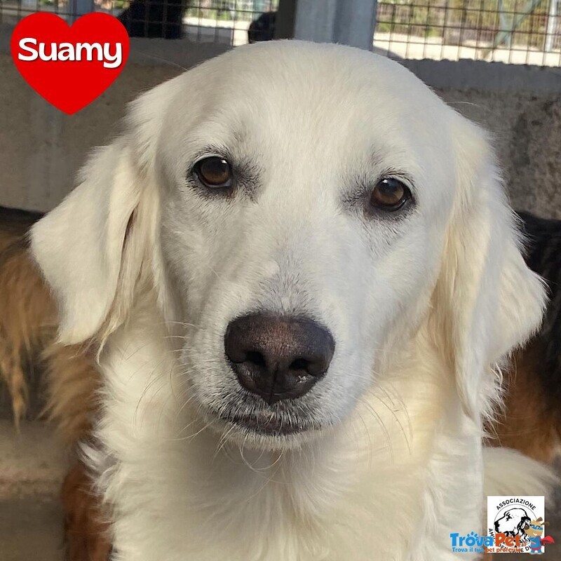 Suamy Dolce Cagnolina 10 mesi in Adozione - Canile di Latina - Foto n. 1