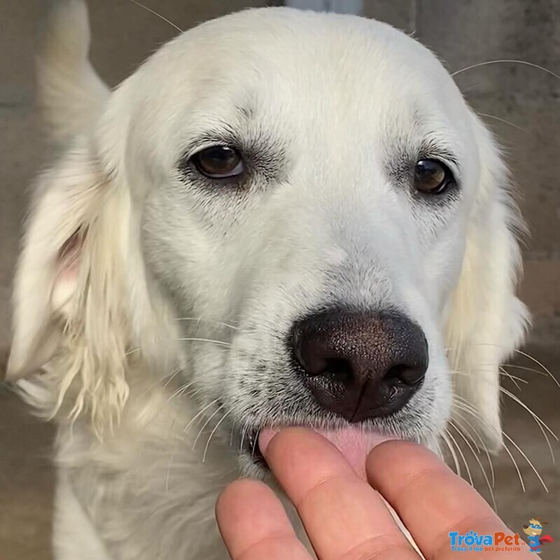 Suamy Dolce Cagnolina 10 mesi in Adozione - Canile di Latina - Foto n. 2