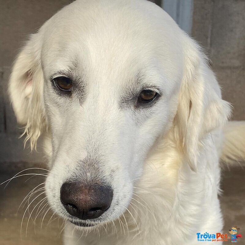 Suamy Dolce Cagnolina 10 mesi in Adozione - Canile di Latina - Foto n. 4