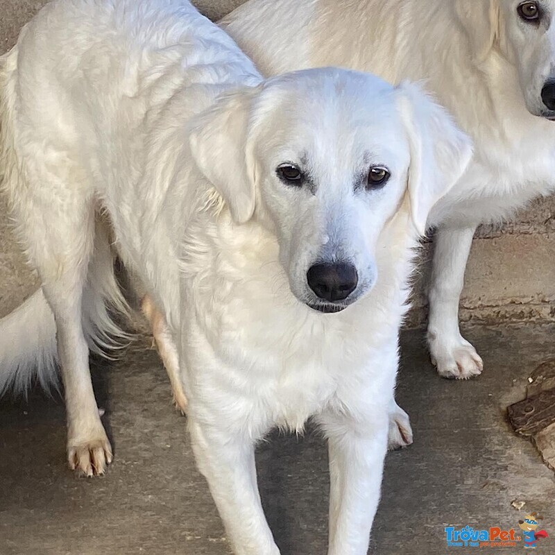 Suamy Dolce Cagnolina 10 mesi in Adozione - Canile di Latina - Foto n. 5