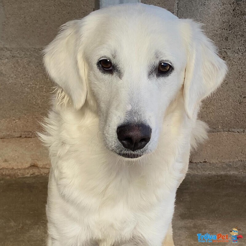 Suamy Dolce Cagnolina 10 mesi in Adozione - Canile di Latina - Foto n. 6