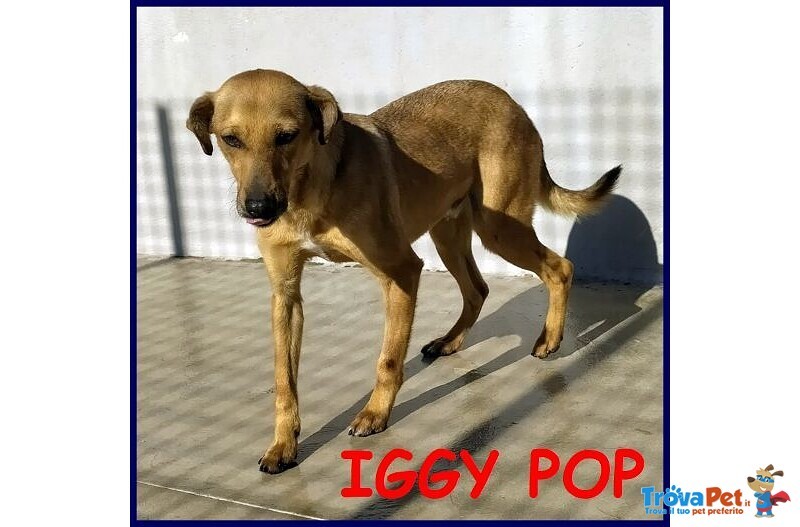 Iggy pop sui 5anni con Tanta Voglia di Tenerezza! - Foto n. 1