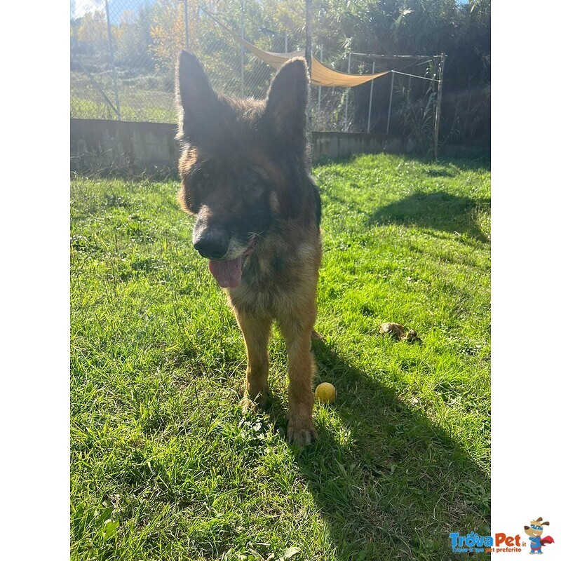 Haegar Abbandonato Perchè Anziano - Foto n. 3