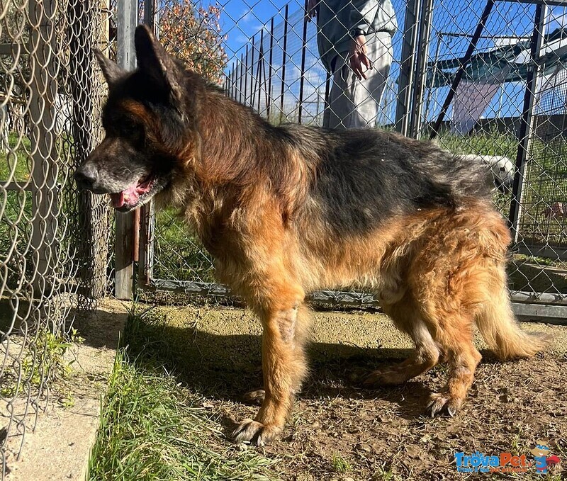 Haegar Abbandonato Perchè Anziano - Foto n. 4